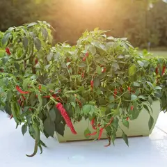 Bogata papryka w doniczce, z mnóstwem zielonych i czerwonych papryczek zwisających z gałązek. Słońce delikatnie oświetla rośliny.
