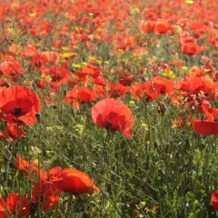 Pole pełne czerwonych maków, kiedy kwitną maki, tworząc malowniczy krajobraz.