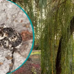 Zbliżenie na chrząszcza na korze drzewa obok wierzby płaczącej.