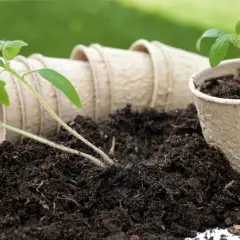 Młode sadzonki pomidorów w doniczkach torfowych, gotowe do przesadzenia. Ziemia z dodatkiem wermikulitu zapewni im dobry start.