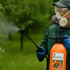 Ochrona drzew owocowych: mężczyzna w masce i rękawicach opryskuje gałąź preparatem Miedzian 50 WP. Dawkowanie jest kluczowe dla skuteczności.
