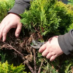 Dłonie przycinają uschnięte gałązki tui. Zastanawiasz się, czy na wycinkę tui trzeba mieć pozwolenie?