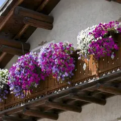 Balkon ozdobiony kaskadami fioletowych, różowych i białych kwiatów. Idealne jakie kwiaty na balkon, by stworzyć barwną oazę.