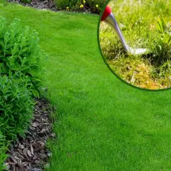 Zbliżenie na narzędzie do usuwania chwastów z trawnika, obok zielonych krzewów.