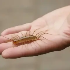 Stonoga domowa na dłoni.