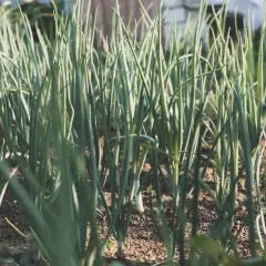 Zdrowe, zielone cebule rosnące w ziemi. Dowiedz się o naturalne sposoby na choroby cebuli, by cieszyć się obfitymi plonami.