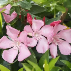 Różowy oleander kwitnie, a jego liście są wilgotne od deszczu. Ta roślina lubi przepuszczalną ziemię.