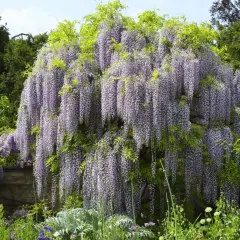 Obficie kwitnąca wisteria tworzy fioletowy wodospad kwiatów. Wiosna w pełni, kiedy kwitnie wisteria, zachwyca swoim widokiem.