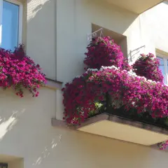 Obficie kwitnące surfinie na balkonie i parapecie. Wiele fioletowych kwiatów tworzy kaskady, pokazując, jak zagęścić surfinie.