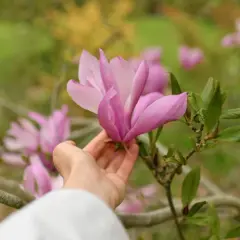 Delikatna dłoń dotyka różowej magnolii, która kwitnie na żyznej ziemi.