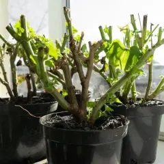 Sadzonki pelargonii w doniczkach, gotowe do ukorzenienia. Zaczynamy przygodę, jak zrobić sadzonki pelargonii.