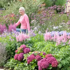 Kobieta w różowej bluzce wśród kwitnących hortensji i astilbe. W tle fioletowe kwiaty, tworzące barwny krajobraz najdłużej kwitnącego krzewu.