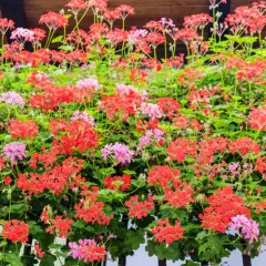Kwitnące pelargonie w kolorach czerwonym i różowym, z zielonymi liśćmi.