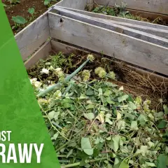 Kompost z trawy i zielonych resztek roślinnych w drewnianej komorze. Widać zielone liście, łodygi i kwiatostany.