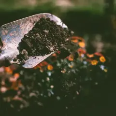 Łopatka z ziemią nad rabatką z kwiatami.