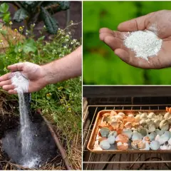 Rozdrabnianie skorupki jajek pod pomidory. Wsypywanie proszku do ziemi, garść proszku w dłoni, skorupki w piekarniku.