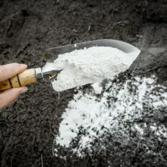 Czy wapno hydratyzowane można stosować w ogrodzie bez ryzyka?