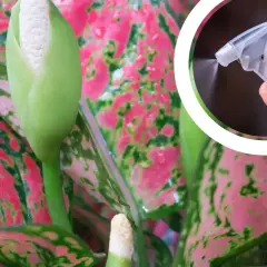 Aglaonema kwiat z pąkiem, a obok ręka z atomizerem spryskująca roślinę.