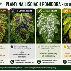 Choroby pomidorów liście: brązowe, czarne, białe plamy i żółknięcie. Poznaj przyczyny i sposoby leczenia.