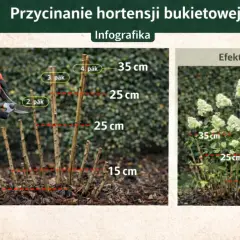 Instrukcja cięcia hortensji bukietowej. Pokazuje, jak przyciąć pędy do 15, 25 lub 35 cm, aby uzyskać bujne kwitnienie.