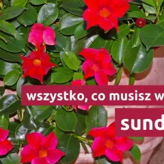 Jak przycinać kwiat sundaville, aby uniknąć błędów i wspierać wzrost