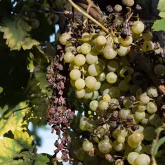 Gruszka winogron z widocznymi objawami chorób, obok zdrowe winogrona.