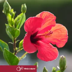 Czerwony hibiskus w pełnym rozkwicie, otoczony zielonymi liśćmi i pąkami. Pytanie o to, jaka ziemia dla hibiskusa, sugeruje troskę o jego wzrost.