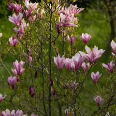Kwitnąca magnolia przed domem, jej różowe kwiaty rozkwitają na tle zieleni.
