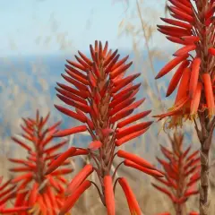 Jak kwitnie aloes? Odkryj sekrety pięknych kwiatów aloesu