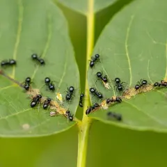 Grupa czarnych mrówek na zielonym liściu, niektóre niosą larwy.
