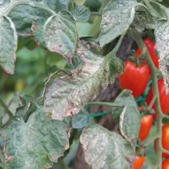 Liście pomidora z objawami brunatnej plamistości. W tle dojrzewające pomidory.