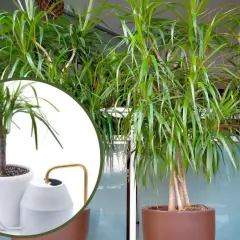 Dracena potrzebuje regularnego podlewania. Widać ją w donicy obok stylowej konewki.