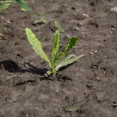 Młoda roślina wyrastająca z ziemi, z zielonymi liśćmi i kolczastymi brzegami.
