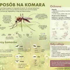 Ilustracja przedstawia komara z opisem jego budowy, cyklu życiowego i naturalnych wrogów.