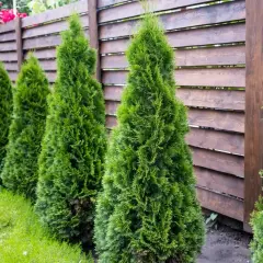 Rząd zielonych tuj tworzy gęsty żywopłot, idealny do ogrodu.