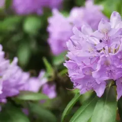 Fioletowe kwiaty rododendronu, choć piękne, mogą być podatne na choroby.