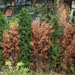 Kilka żywotników w rzędzie, niektóre zielone, inne brązowe i uschnięte z powodu fytoftorozy tui.