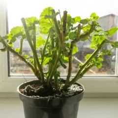 Geranium po zimie, gotowe do przycinania. Pędy z nowymi listkami czekają na odpowiednie cięcie, by pięknie rosły.