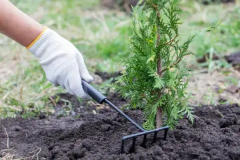Jak często podlewać tuje po posadzeniu, aby uniknąć ich uschnięcia?