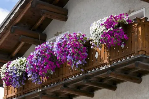 Balkon ozdobiony kaskadami fioletowych, różowych i białych kwiatów. Idealne jakie kwiaty na balkon, by stworzyć barwną oazę.