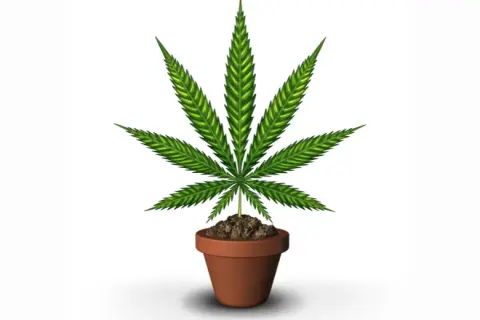 Jak długo kwitnie marihuana? Poznaj różnice między odmianami