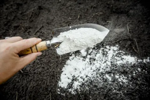 Czy wapno hydratyzowane można stosować w ogrodzie bez ryzyka?