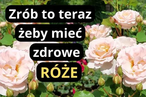 Jak uratować róże w ogrodzie: skuteczne metody na ich ożywienie