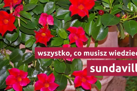 Jak przycinać kwiat sundaville, aby uniknąć błędów i wspierać wzrost