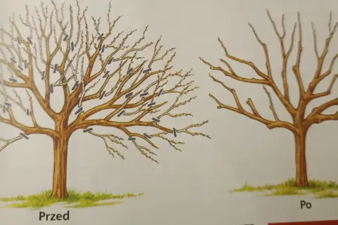 Ilustracje pokazują cięcie jabłoni: przed i po przycinaniu. Widać, jak prawidłowe cięcie jabłoni wpływa na jej kształt.