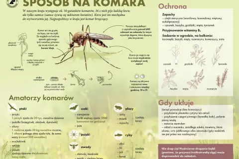 Ilustracja przedstawia komara z opisem jego budowy, cyklu życiowego i naturalnych wrogów.