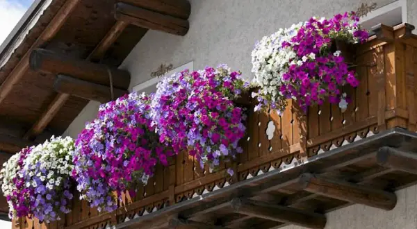 Balkon ozdobiony kaskadami fioletowych, różowych i białych kwiatów. Idealne jakie kwiaty na balkon, by stworzyć barwną oazę.