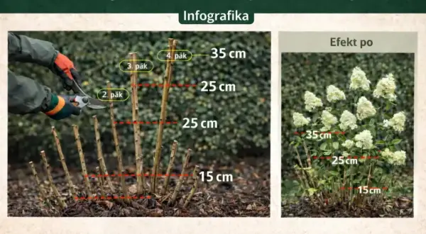 Instrukcja, jak przycinać hortensje ogrodową. Pokazano przycinanie pędów na różne wysokości (15, 25, 35 cm) i efekt po zabiegu.