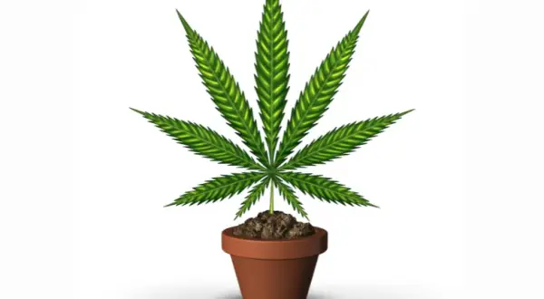 Jak długo kwitnie marihuana? Poznaj różnice między odmianami