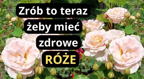 Jak uratować róże w ogrodzie: skuteczne metody na ich ożywienie